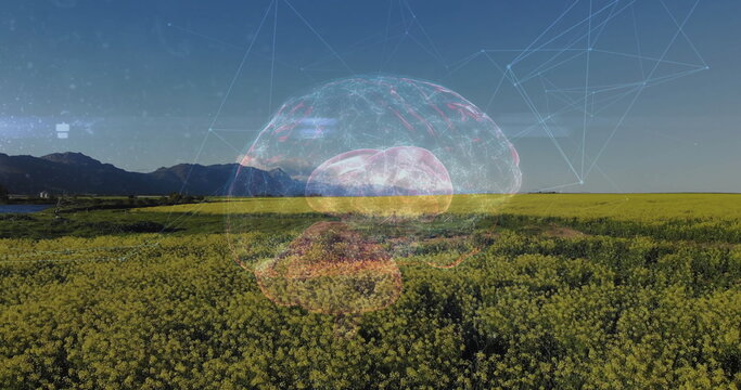 Fototapeta 3D brain graphic sending glowing neural network lines across yellow flowering field, mountain ridge