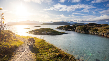 dog on hiking path with sun and island