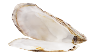 Pearl isolated on white background, full depth of field