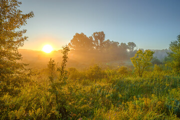 a vibrant and picturesque summer sunrise over a misty meadow, with a large tree in the background and a smaller tree in the foreground, all bathed in a beautiful golden light.