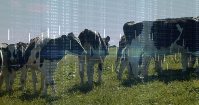 Fototapeta Standing and grazing black-and-white dairy herd behind single-strand wire fence in pasture