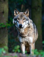 Obraz premium Gray wolf in a forest