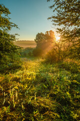 A dreamy morning landscape with the sun rising over a misty field, its golden rays piercing through distant trees and creating a peaceful, ethereal glow.