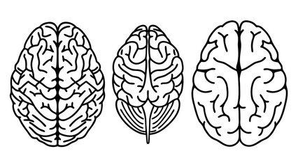 Fototapeta premium Vector Human Brain Line Art