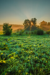 An expansive summer landscape with a field of vibrant green and yellow wildflowers, as the sun rises, its beams beautifully piercing through a thicket of trees in the distance.