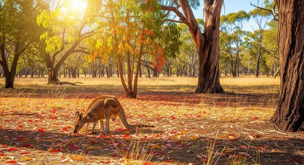 A kangaroo grazes peacefully in a sunlit Australian woodland, amidst fallen eucalyptus leaves, with tall trees providing a serene backdrop and soft golden light filtering through the canopy