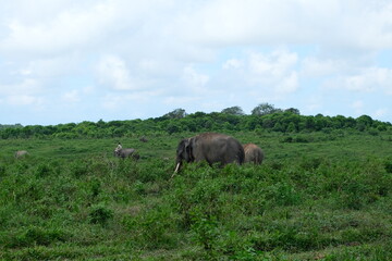 Obraz premium Wild elephant roaming on grassy land in Way Kambas National Park, Lampung, Indonesia, surrounded by lush vegetation under a blue sky. 