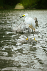Egret standing on rock in tropical reservoir, hunting for fish. White plumage, black bill, and yellow feet contrast with calm water and natural greenery.