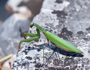 A green mantis on a textured stone surface