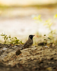 bird on the ground