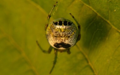 Kidney Garden Spider