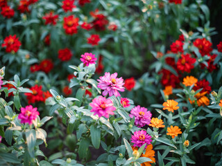 Colorful Garden with Pink, Red and Orange Flowers in Bloom