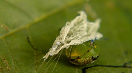 The Garden’s Silent Architect