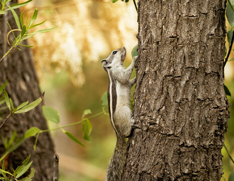 squirrel on a tree