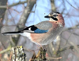 A jay perched on a tree stump