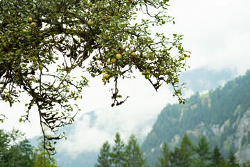 Alpine mountains frame a tree with ripe green-pink apples in Lauterbrunnen, known for high-quality cider. Ideal for travel visuals, nature scenes, or food lifestyle content with a fresh appeal. 