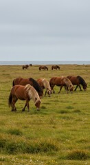 Icelandic horses grazing in a grassy field