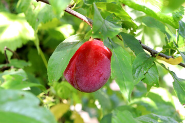 Ripening pink-red plum under leaf on branch in garden - horizontal color photo, close-up