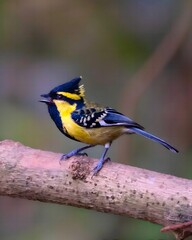 mall Vibrant Black and Yellow Bird Perched on a Tree Branch.