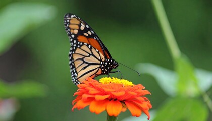 Obraz premium Monarch butterfly on a zinnia flower