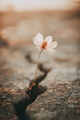 Fototapeta premium A fragile flower emerges from a crack in a rugged surface, showcasing its beauty and determination to thrive despite harsh circumstances. Natural light enhances the scene's warmth and hope