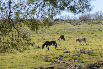 Horses grazing in a mountain pasture landscape
