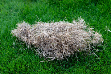 Dry Hay on Green Grass. © GreenThumbShots