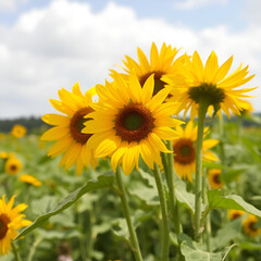 Obraz premium Pipas de girasol.