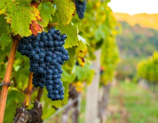 Close-up of a bunch of ripe red grapes on a vine