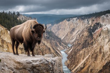 Bison on Rock Overlooking Canyon