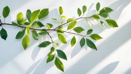 Obraz premium Branch with green leaves on a white and blue background, casting shadows.
