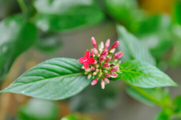 Pentas lanceolata , Egyptian star cluster or RUBIACEAE or Egyptian starcluster or Starflower