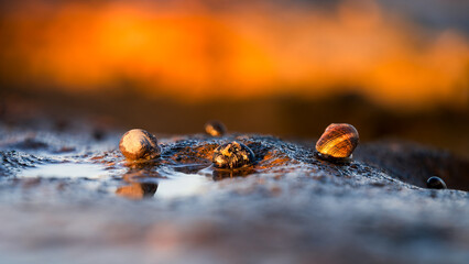 Three sea shells on rock in a line at sunset on the beach
