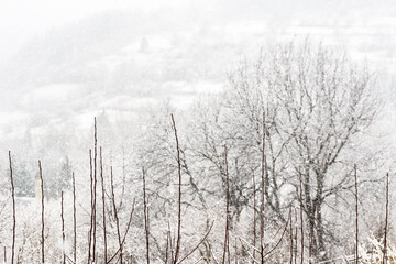 Snowy and foggy day in the mountains