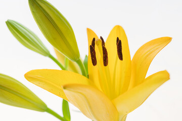 黄色の百合の花と蕾を白背景で撮影11