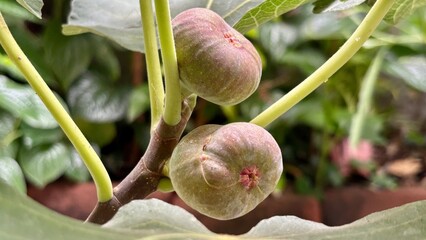 Fresh ripe figs growing on a tree branch in the garden with green leaves bud in a garden