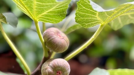 Fresh green figs growing on a tree branch