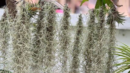 White lavender flowers in a snowy winter field
