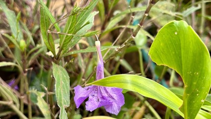 Obraz premium Macro closeup of blue and white spring flowers blooming in the garden grass