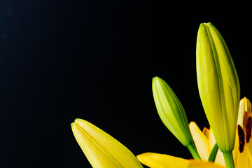 黄色の百合の蕾を黒背景で撮影11