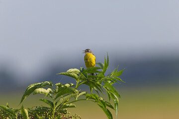 Schafstelze auf grüner Pflanze im Feld – gelber Singvogel, charakteristischer Wiesenvogel und Insektenjäger, Symbol für Artenvielfalt, Naturschutz und nachhaltige Landwirtschaft