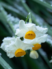Japanese narcissus (Narcissus tazetta var. chinensis) with white petals and bright yellow corona covered in fresh snow. A delicate winter flower symbolizing purity, resilience, and seasonal beauty.