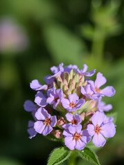 Obraz premium A been shot close up on verbena