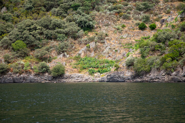 Vineyards on the slopes of the Sil Canyon in the Ribeira Sacra region (Galicia, Spain). Examples of...