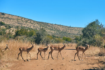 Impala antelopes spotted at sunset during a safari game drive in Pilanesberg National Park, South Africa. The elegant animals graze in the golden light of the savanna, showcasing African wildlife