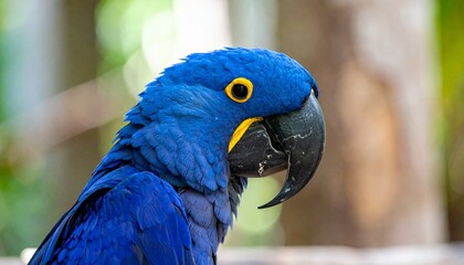 A hyacinth macaw with piercing gaze and vibrant cobalt-blue feathers