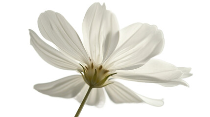 Fototapeta premium Delicate White Cosmos Flower Close-up View Against Bright Background