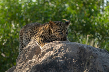 A cute, sleepy, little leopard cub is lying on top of a termite mound, Greater Kruger. 