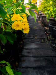 Yellow Trumpet Bush beside a Garden Path
