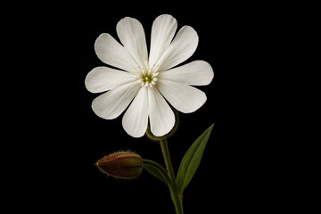 High quality closeup Gibraltar Campion rare white wildflower isolated on black background macro photography for botanical, floral, gardening, stock image